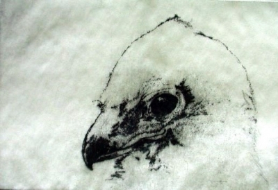 Eagle Eye, stipple drypoint, 8&quot;x12&quot;